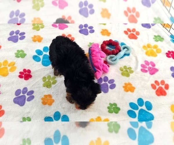 Medium Photo #10 Yorkshire Terrier Puppy For Sale in ORO VALLEY, AZ, USA