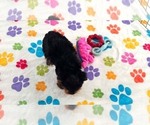 Luke - Male Yorkshire Terrier Puppy for Sale - Photo #10