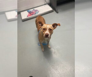 Mutt Dogs for adoption in St. Cloud, FL, USA