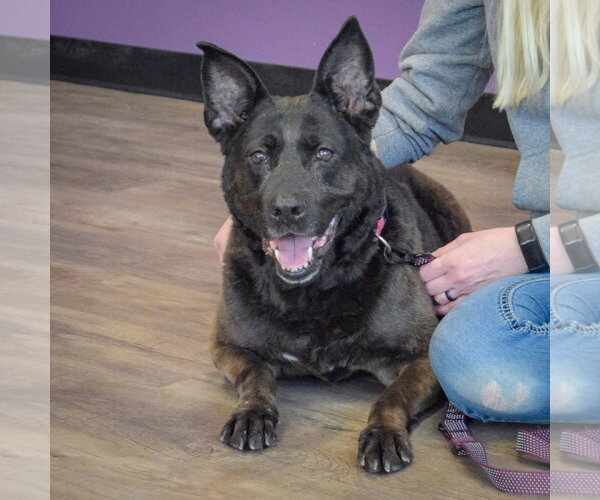 Medium Photo #5 Holland Shepherd-Unknown Mix Puppy For Sale in Huntley, IL, USA