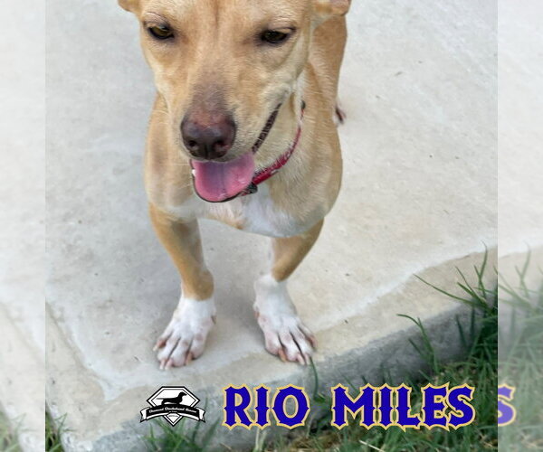 Medium Photo #5 Dachshund-Unknown Mix Puppy For Sale in San Antonio, TX, USA