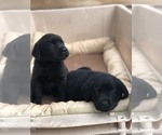 Small Photo #2 Labrador Retriever Puppy For Sale in MORENO VALLEY, CA, USA