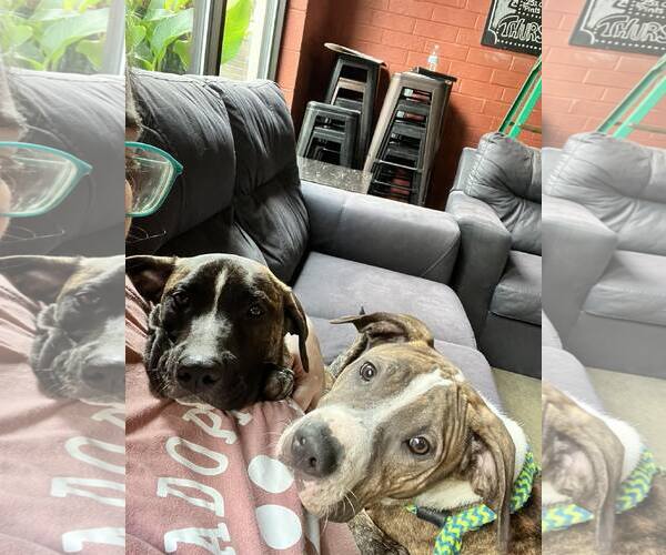 Medium Photo #15 Mutt Puppy For Sale in Holly Springs, NC, USA