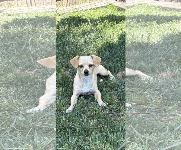 Medium Photo #2 Chihuahua Puppy For Sale in Menifee, CA, USA