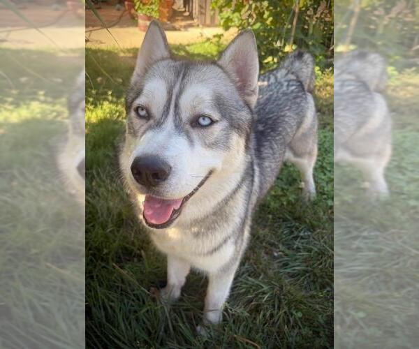Medium Photo #3 Siberian Husky Puppy For Sale in Woodland, CA, USA