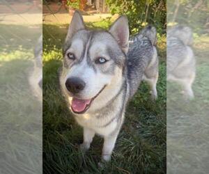 *CAPRI - Male Siberian Husky Dog for Adoption - Photo #3