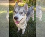 Small #2 Siberian Husky