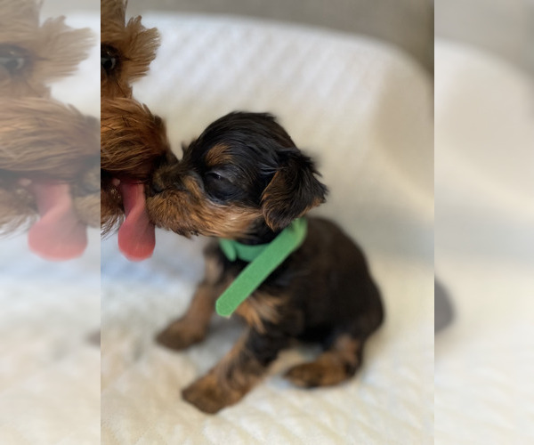 Full screen Photo #5 Yorkshire Terrier Puppy For Sale in ORLANDO, FL, USA