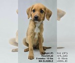 Small #17 Redbone Coonhound Mix