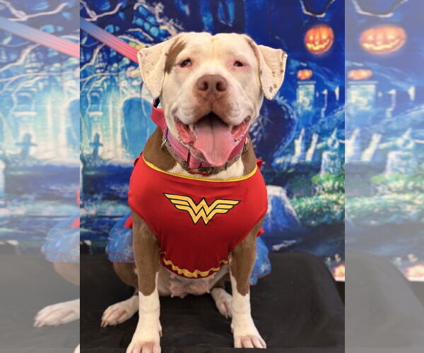 Medium Photo #3  Puppy For Sale in , 