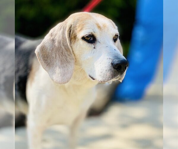 Medium Photo #7 Beagle-Unknown Mix Puppy For Sale in Fairfax, VA, USA