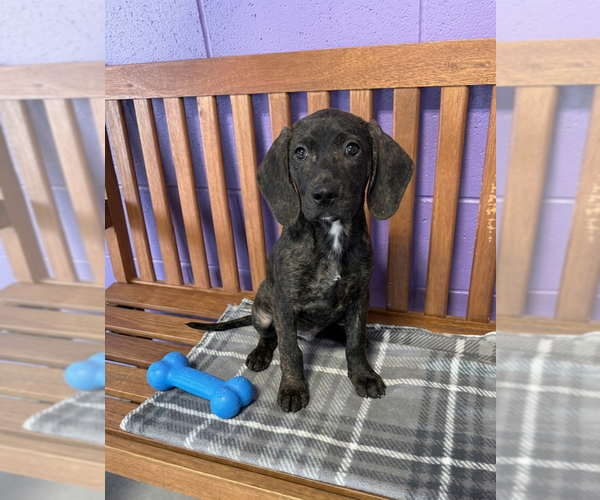 Medium Photo #3 Mutt Puppy For Sale in Genesee, WI, USA