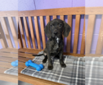 Small #2 Mutt