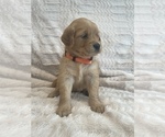 Small Photo #33 Golden Retriever Puppy For Sale in IRWIN, PA, USA
