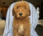 Small Photo #10 Goldendoodle (Miniature) Puppy For Sale in SAN FERNANDO, CA, USA