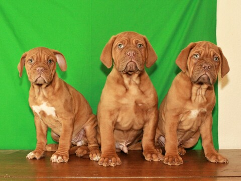 Medium Photo #2 Dogue de Bordeaux Puppy For Sale in SHAWNEE, OK, USA