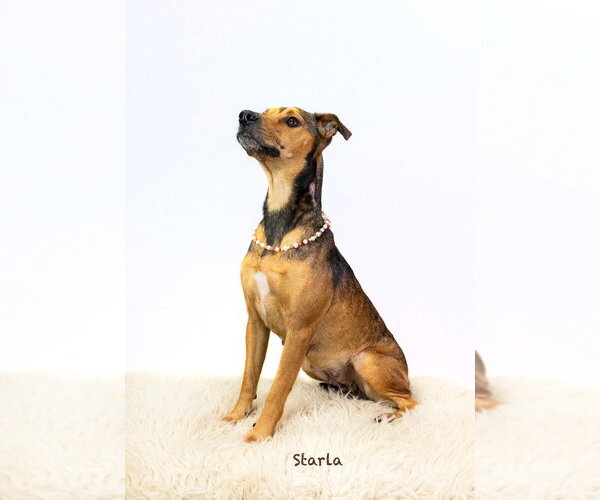 Medium Photo #2 Mutt Puppy For Sale in Hot Springs Village, AR, USA