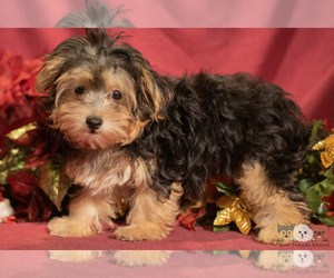 Morkie Puppy for sale in SAFFORD, AZ, USA