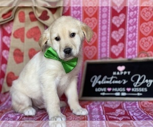 Anatolian Shepherd-Golden Retriever Mix Puppy for sale in LANCASTER, PA, USA