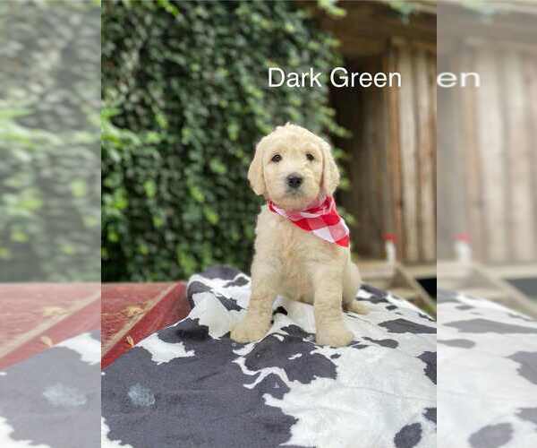 Medium Photo #9 Goldendoodle Puppy For Sale in HONEY GROVE, PA, USA