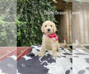 Medium Goldendoodle