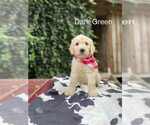 Puppy Puppy 8 tucker Goldendoodle