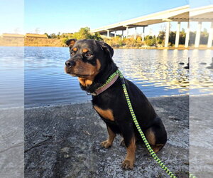 Haley - Female Rottweiler-Unknown Mix Dog for Adoption - Photo #3