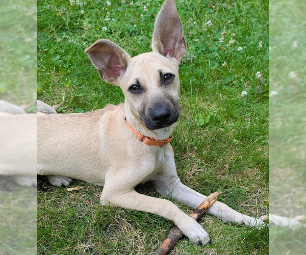 Medium Photo #2 Chihuahua-Unknown Mix Puppy For Sale in Brooklyn Center, MN, USA
