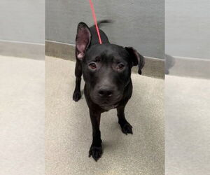 American Pit Bull Terrier-Unknown Mix Dogs for adoption in Las Vegas, NV, USA