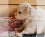 Small Photo #2 Maltese Puppy For Sale in MOUNTAIN GROVE, MO, USA