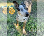 Small Catahoula Leopard Dog Mix