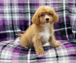 Small Photo #6 Cava-Tzu-Poodle (Miniature) Mix Puppy For Sale in LAKELAND, FL, USA