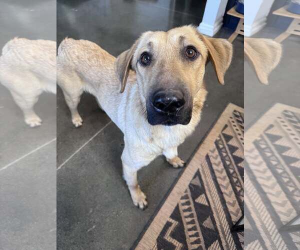 Medium Photo #1 Mutt Puppy For Sale in Greenville, SC, USA