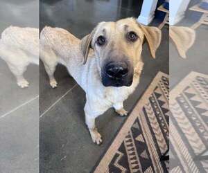 Mutt Dogs for adoption in Greenville, SC, USA