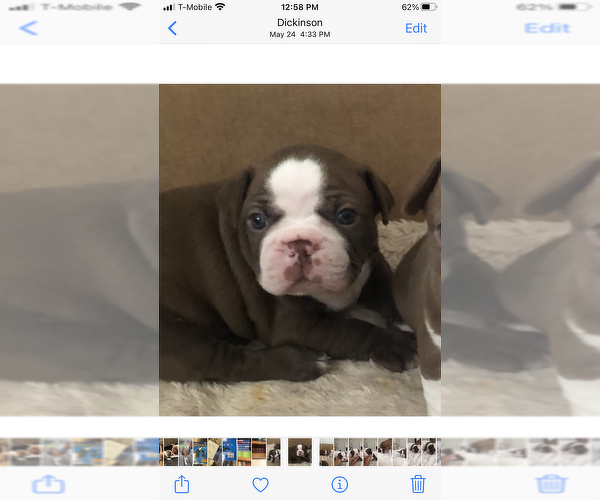 Medium Photo #10 Boston Terrier Puppy For Sale in DICKINSON, TX, USA