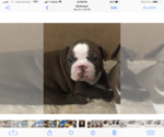 Small Photo #10 Boston Terrier Puppy For Sale in DICKINSON, TX, USA
