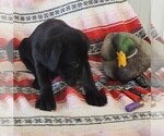 Small Photo #118 Labrador Retriever Puppy For Sale in MERIDEN, KS, USA