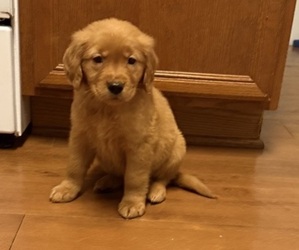 Golden Retriever Puppy for sale in JACKSONVILLE, FL, USA