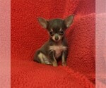 Small #10 Chihuahua