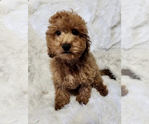 Cockapoo-Poodle (Miniature) Mix Puppy for sale in ROANOKE, IL, USA
