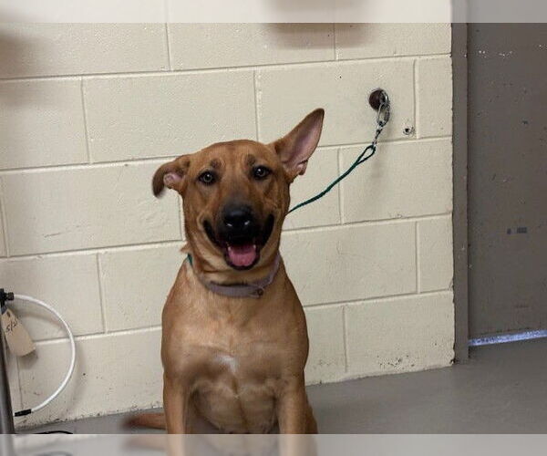 Medium Photo #1 Black Mouth Cur Puppy For Sale in Sanford, FL, USA