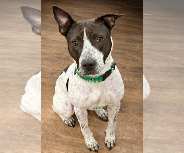 Medium Photo #2 American Staffordshire Terrier Puppy For Sale in Cranford, NJ, USA