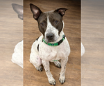 Small #1 American Staffordshire Terrier