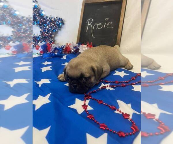 Medium Photo #5 Pug Puppy For Sale in BRIDGEWATER, VA, USA