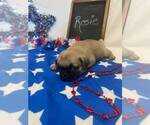 Small #1 Pug