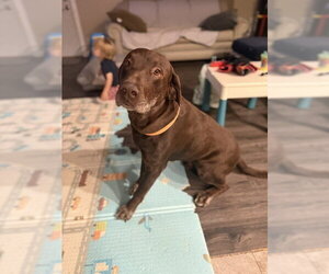 Milford - Male Labrador Retriever Dog for Adoption - Photo #2