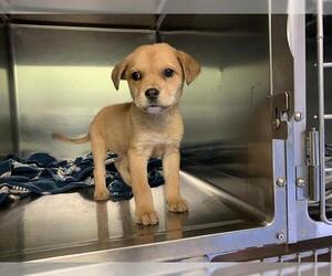 Labrador Retriever-Unknown Mix Dogs for adoption in Grand Prairie, TX, USA