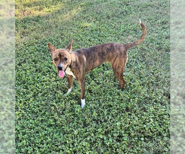 Medium Photo #1 Mutt Puppy For Sale in San Antonio, TX, USA