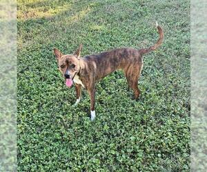 Mutt Dogs for adoption in San Antonio, TX, USA