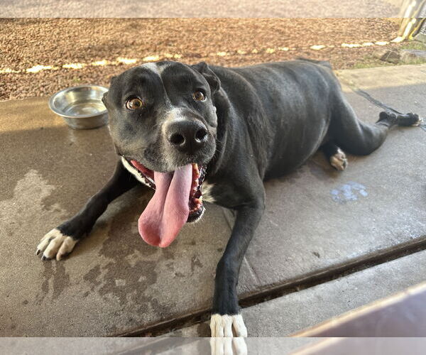 Medium Photo #2 Labrador Retriever-Unknown Mix Puppy For Sale in Chandler, AZ, USA